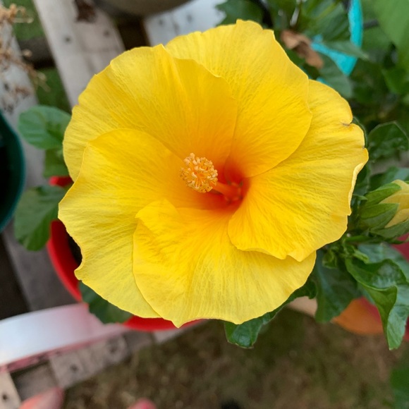 Meet your Posher, Cherie - Picture 1 of 1